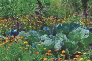 Ask a Master Gardener: Flowers in the veggie garden