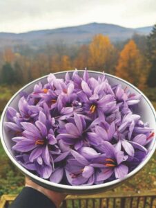 No free lunch: Flower and saffron growers get real about working in emerging industries