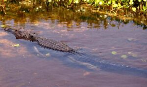 Matthew Dickerson: Floridians have good reasons to restore the Ocklawaha