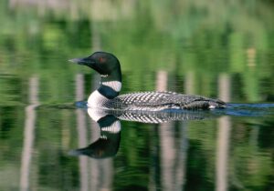 Enjoy loons, but only from a distance