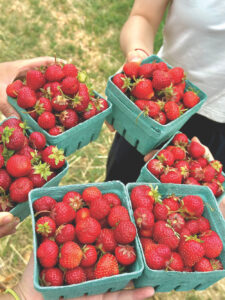Summer sun suits strawberries