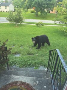 Bear sightings on the rise around county