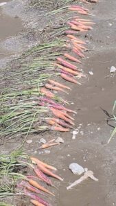 Lewis Creek Farm suffers from heavy floods