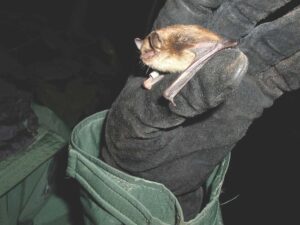 Living with wildlife: Bats in your house?