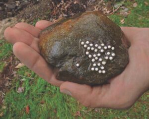 Local wildlife affected by heavy rains, flooding
