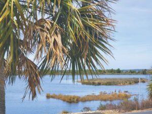 Ruminations on the run: Suwanee to Ochlockonee