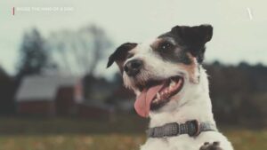How to register so you can see the dog movie