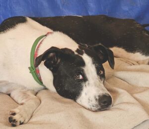 Bristol dog rescue looks to grow after first year