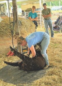 Shearing sheep at the fair is hard work