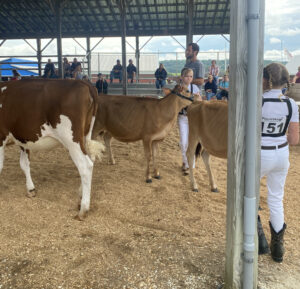 Youth demonstrate cow conformation