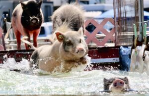 Racing pigs make a splash
