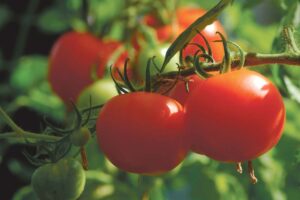 Ask a Master Gardener: Tomato trivia!