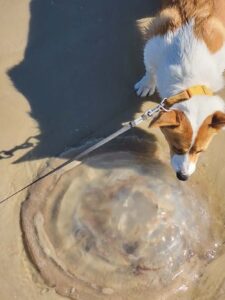 Ruminations on the Run: From sea to shining sea