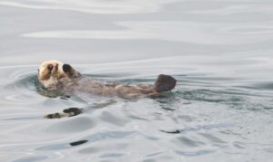 Matthew Dickerson: Natural beauty abounds in Glacier Bay National Park