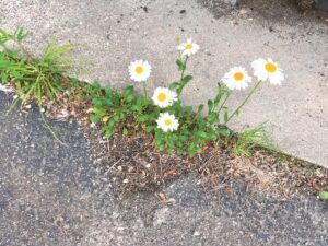 Ask a Master Gardener: Call the garden helpline