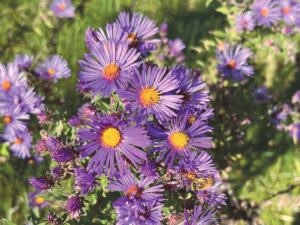 Ask a Master Gardener: The beautiful New England aster