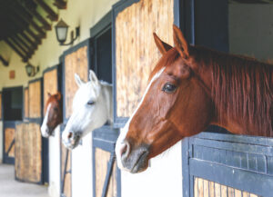 Local horse dies of EEE, Salisbury now at high risk