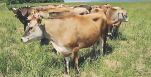 Addison farm corrals cows with virtual fence technology