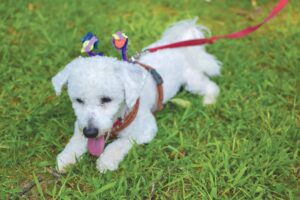 Pet of the Week: Marshmallow