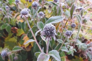 Ask a Master Gardener: Sustainable fall maintenance