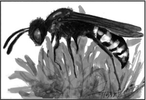 The Outside Story: Late blooming flowers are important to feed native bees