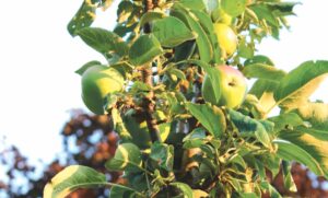 Ask a Master Gardener: All about apples