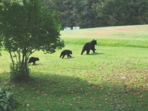 Locals try to rescue orphaned bear cub