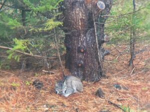 Canada lynx makes its way to the county