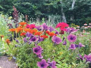Ask a Master Gardener: Gardening helps your body and soul
