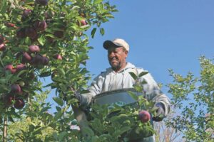 It’s been a great year for apples