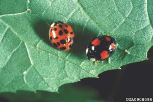 Ask a Master Gardener: Fall insect pests