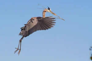 Faith Gong: Herons and forgiveness