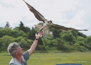 Learn about ospreys at Nov. 14 talk