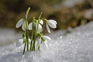 Ask a Master Gardener: Thinking spring this fall