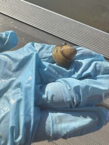 Invasive golden clam found in Lake Champlain