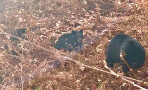 Matthew Dickerson: What I saw in the woods