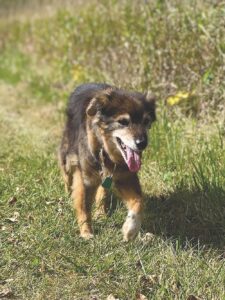 Pet of the week: Sweet Sadie