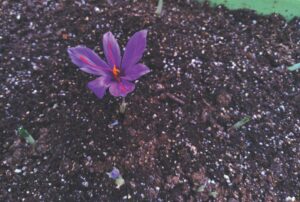 Ask a Master Gardener: All about saffron