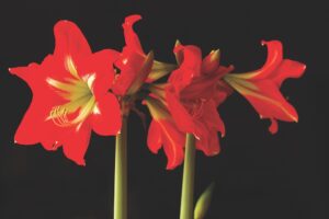 Ask a Master Gardener: Caring for amaryllis
