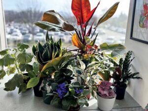 Ask a Master Gardener: Tips for giving indoor plants as gifts