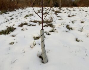 Ask a Master Gardener: Manage apple tree pests this winter