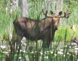 Expert to talk about moose in Salisbury