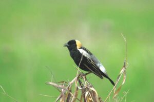 Cabin Fever lecture series brings birds into focus at the Bixby Library