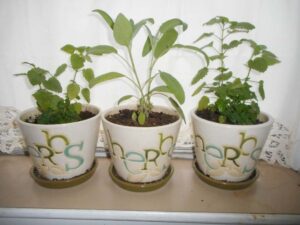 Ask a Master Gardener: Garden inside this winter