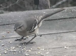 Local birders report on Christmas bird count