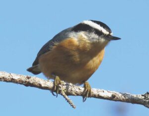 Talmage talks birds in Salisbury