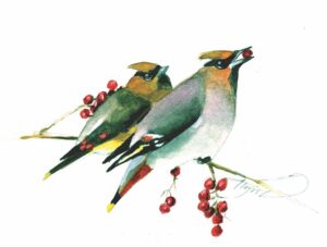 The Outside Story: Bohemian waxwings, intrepid winter wanderers