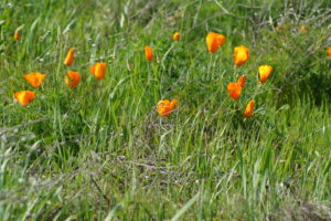 Matthew Dickerson: Take a walk in Green Mountains or the fire-scarred California hills