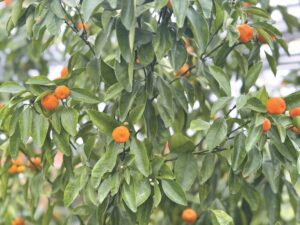 Ask a Master Gardener: How to grow citrus indoors