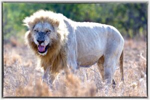 Dale & Lucinda Cockrell’s adventures with animals in Africa, Part 1